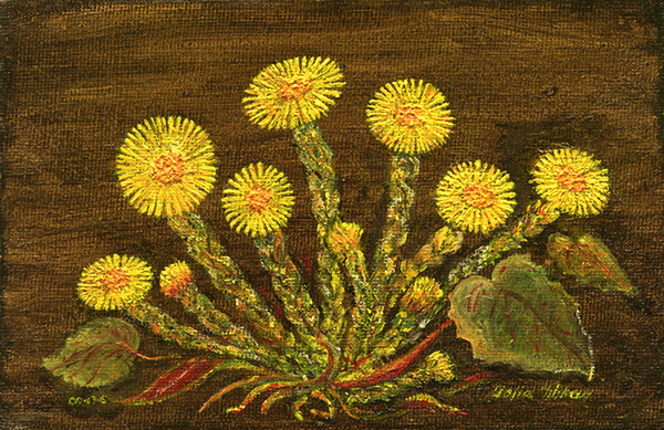 Tussilago